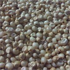 Manufacturers Exporters and Wholesale Suppliers of JOWAR GRADE B Nagpur Maharashtra