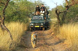 Jaipur Ranthambore