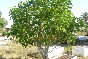 Jatropha Curcas