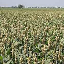 Manufacturers Exporters and Wholesale Suppliers of Jowar Grain Nagpur Maharashtra