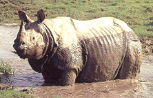 Kaziranga National Park