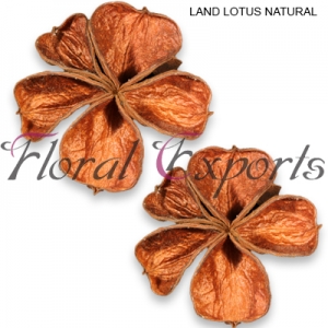 Manufacturers Exporters and Wholesale Suppliers of LAND LOTUS NATURAL Kolkata West Bengal