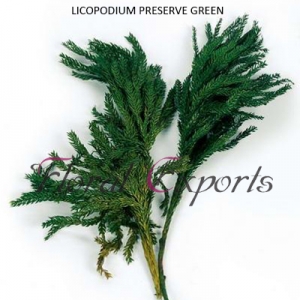 Manufacturers Exporters and Wholesale Suppliers of LICOPODIUM PRESERVE GREEN Kolkata West Bengal