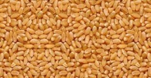 Manufacturers Exporters and Wholesale Suppliers of LOKWAN WHEAT Nagpur Maharashtra