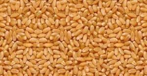 LOKWAN WHEAT Manufacturer Supplier Wholesale Exporter Importer Buyer Trader Retailer in Nagpur Maharashtra India