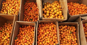 Ladakhi Apricot