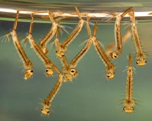 Larvae Mosquito Treatment