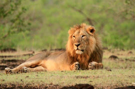 Service Provider of Lion Safari Tour Jaipur Rajasthan