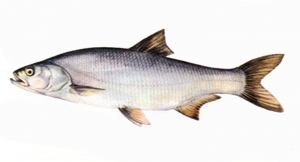 Manufacturers Exporters and Wholesale Suppliers of Live Fish Chandigarh Punjab