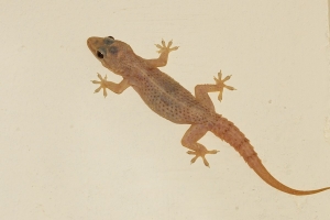 Service Provider of Lizard Control Services Gurgaon Haryana 