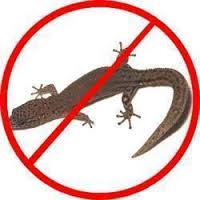 Manufacturers Exporters and Wholesale Suppliers of Lizard Control Treatment Bhopal Madhya Pradesh