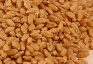 Lokwan Wheat