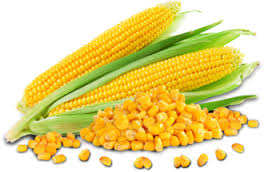 Manufacturers Exporters and Wholesale Suppliers of MAIZE Hubli Karnataka