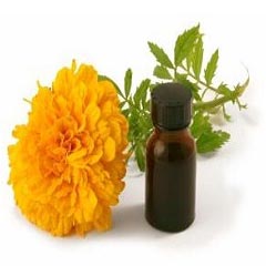 Marigold Oil Manufacturer Supplier Wholesale Exporter Importer Buyer Trader Retailer in Lucknow Uttar Pradesh India