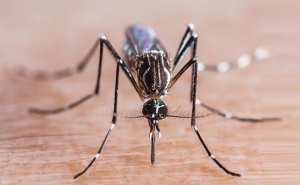 Service Provider of Mosquito Management Service Noida Uttar Pradesh