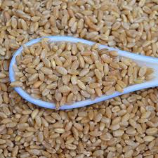 Manufacturers Exporters and Wholesale Suppliers of MP BOAT WHEAT Nagpur Maharashtra
