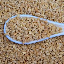 MP BOAT WHEAT Manufacturer Supplier Wholesale Exporter Importer Buyer Trader Retailer in Nagpur Maharashtra India