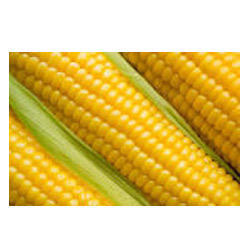 Manufacturers Exporters and Wholesale Suppliers of Maize Yellow Chennai Tamil Nadu