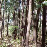 Manufacturers Exporters and Wholesale Suppliers of Medicinal Trees Bangalore Karnataka