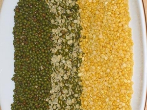 Moong Dal Manufacturer Supplier Wholesale Exporter Importer Buyer Trader Retailer in Nagpur Maharashtra India