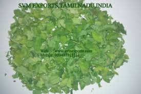 Manufacturers Exporters and Wholesale Suppliers of Bacteria Free Moringa Dry Leaves Suppliers From SVM Exports India Tuticorin Tamil Nadu