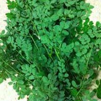 Moringa Oleifera Manufacturer Supplier Wholesale Exporter Importer Buyer Trader Retailer in Karaikudi Tamil Nadu India