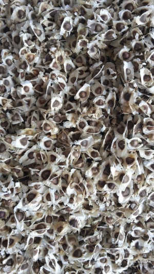 Manufacturers Exporters and Wholesale Suppliers of Moringa PKM1 Seed Exporters From India Tuticorin Tamil Nadu