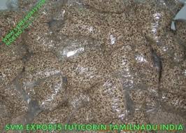 Manufacturers Exporters and Wholesale Suppliers of Natural Moringa PKM1 Seed Suppliers From SVM Exports Tuticorin Tamil Nadu