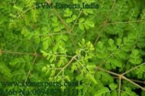 Manufacturers Exporters and Wholesale Suppliers of Superior Quality Moringa Tea Cut Leaf Exporters From SVM Exports India Tuticorin Tamil Nadu