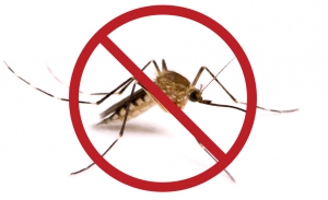 Service Provider of Mosquito Control Services Hyderabad Andhra Pradesh