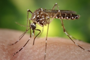 Mosquitoes Control Services in Telangana Andhra Pradesh India