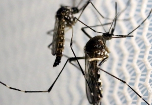 Service Provider of Mosquitoes Pest Control Services Dehradun Uttarakhand 