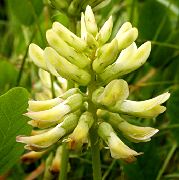 Manufacturers Exporters and Wholesale Suppliers of Mulethi Manasa Madhya Pradesh