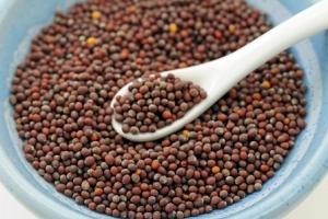 Manufacturers Exporters and Wholesale Suppliers of Mustard Seeds Gandhinagar Gujarat