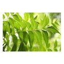 Neem Leaves Manufacturer Supplier Wholesale Exporter Importer Buyer Trader Retailer in Chennai Tamil Nadu India