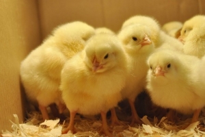 Newborn Baby Chicks