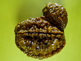 Manufacturers Exporters and Wholesale Suppliers of Nine Mukhi Rudraksha Durgapur West Bengal