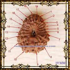 Manufacturers Exporters and Wholesale Suppliers of Nineteen Mukhi Rudraksha Durgapur West Bengal