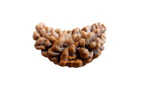 One Mukhi Rudraksha Manufacturer Supplier Wholesale Exporter Importer Buyer Trader Retailer in Durgapur West Bengal India