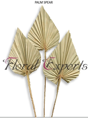 PALM SPEAR Manufacturer Supplier Wholesale Exporter Importer Buyer Trader Retailer in Kolkata West Bengal India