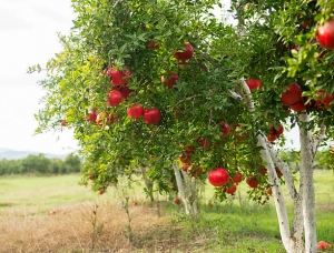 Manufacturers Exporters and Wholesale Suppliers of POMEGRANATES DEESA Gujarat