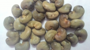 Raw Cashew nuts Manufacturer Supplier Wholesale Exporter Importer Buyer Trader Retailer in Siliguri West Bengal India