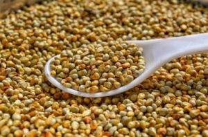 Pearl Millet(Bajra) Manufacturer Supplier Wholesale Exporter Importer Buyer Trader Retailer in Gondia Maharashtra India