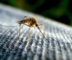 Perfect Mosquito Control Solutions