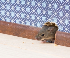 Perfect Rodents Control Solutions