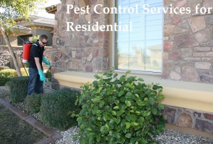 Pest Control Services For Residential