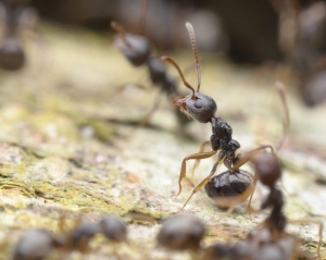 Pest Control Services For Ant Services in New Delhi Delhi India