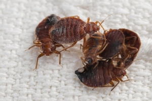 Pest Control Services For Bed Bugs Services in Ahmedabad Gujarat India