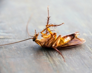 Pest Control Services For Cockroach