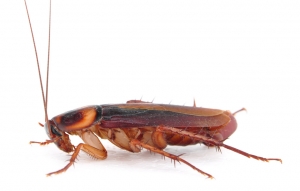 Pest Control Services For Cockroaches